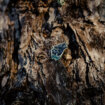 Ręcznie malowane przypinki z serii las głowa wyjącego wilka do księżyca wpięta w korę drzewa od producenta pinów metalowych od Pinswear